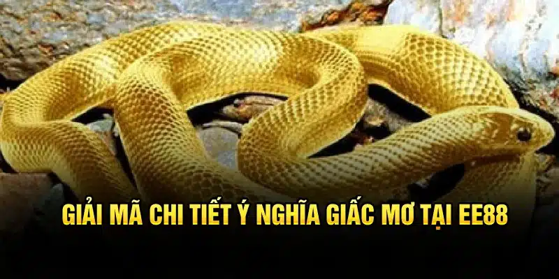 Giải mã chi tiết ý nghĩa nằm mơ thấy rắn tại EE88